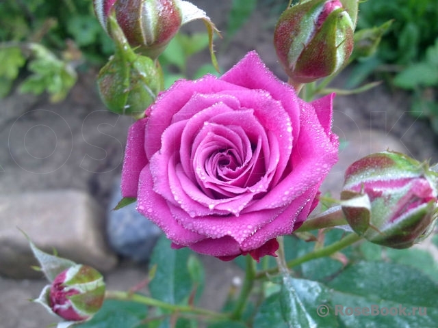 Heidi Klum Rose