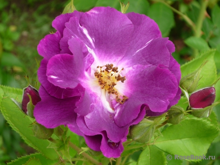 Rhapsody in Blue 