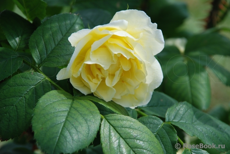 Topas Jewel 