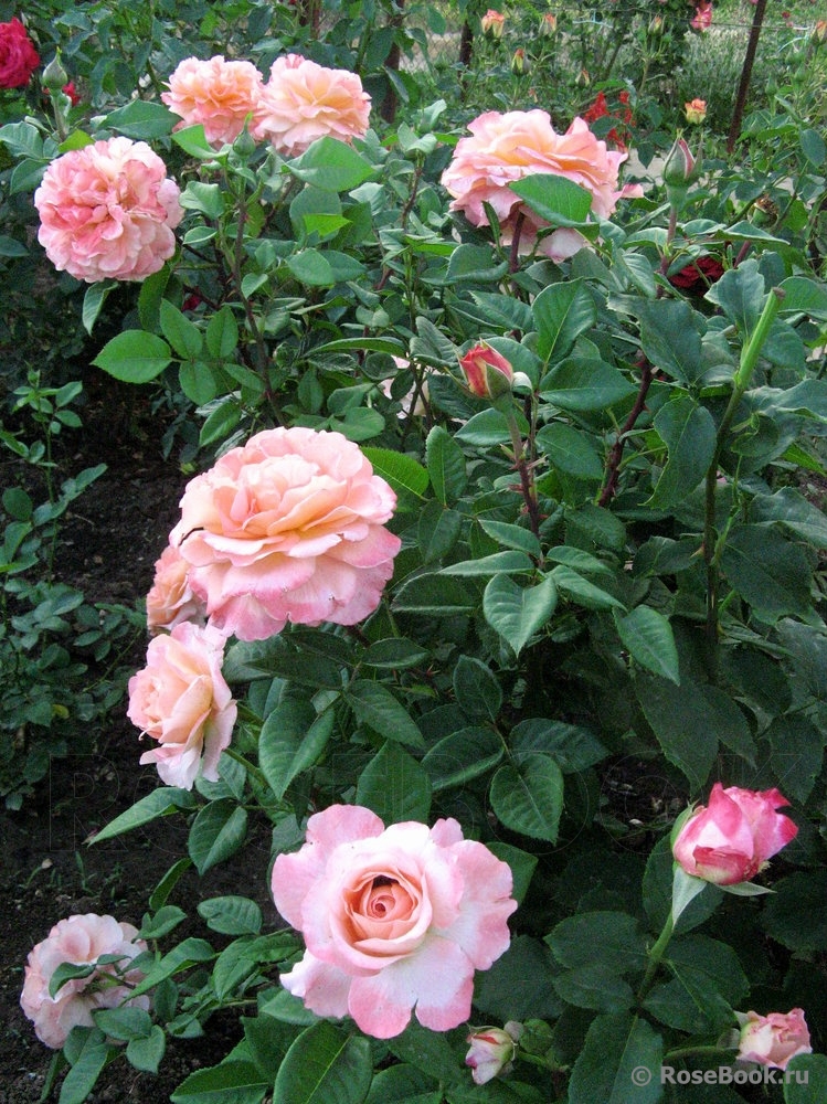 Augusta Luise