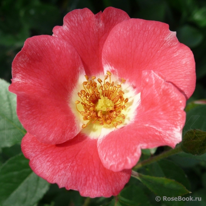 Pink Meidiland