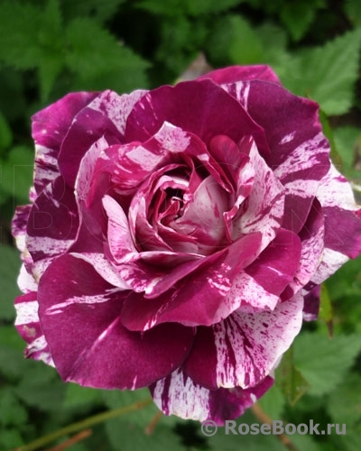 Purple Tiger