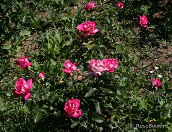Rose Gaujard  