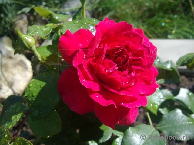 Sophy’s Rose 