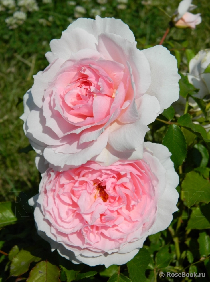 The Wedgwood Rose