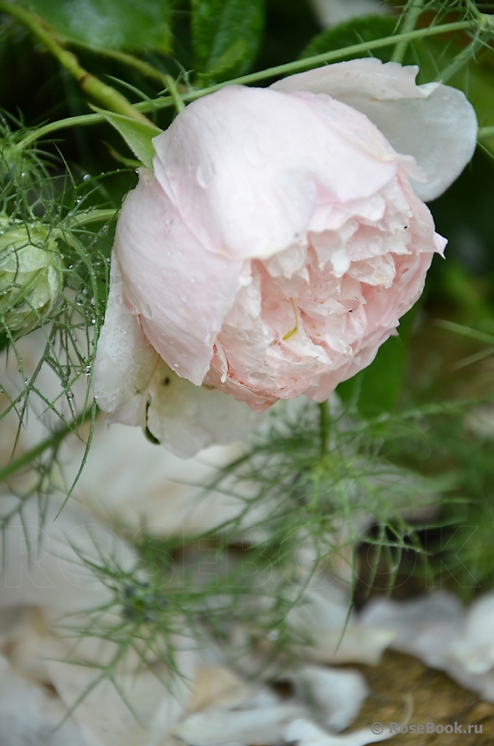 Generous Gardener, The