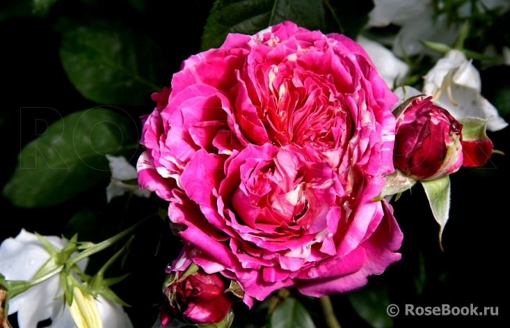 Romanza