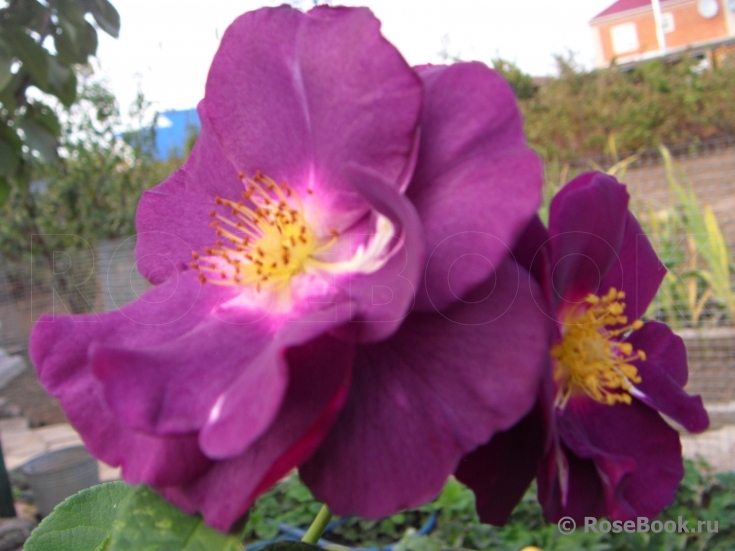 Rhapsody in Blue 