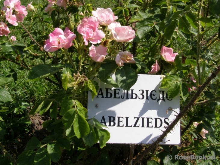Abelzieds