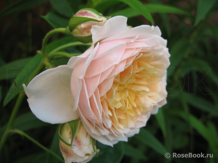 Ginger Syllabub
