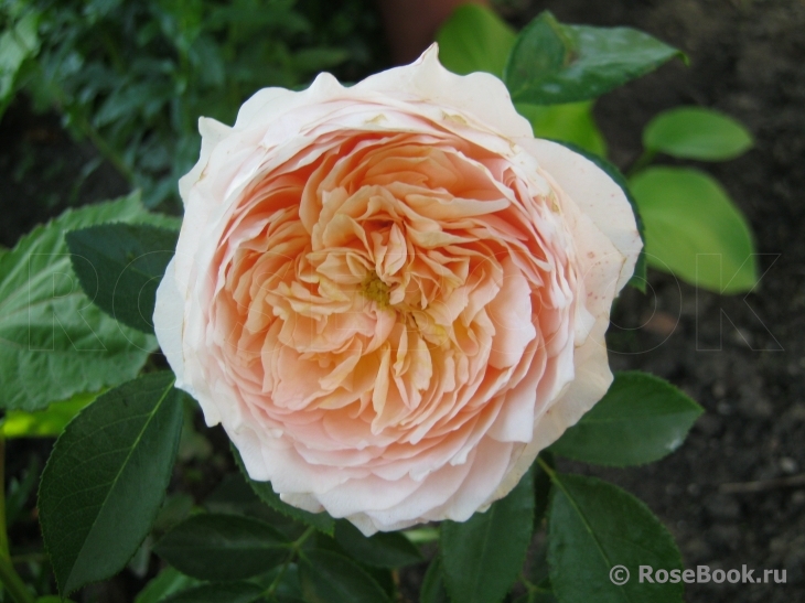 Ginger Syllabub