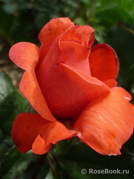 Lady Rose 