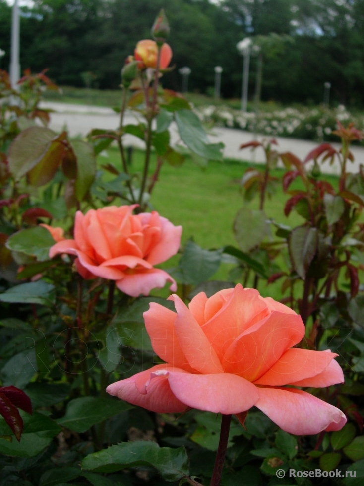 Sweet Fragrance