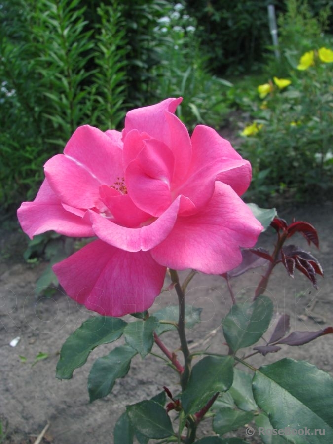 Romanze