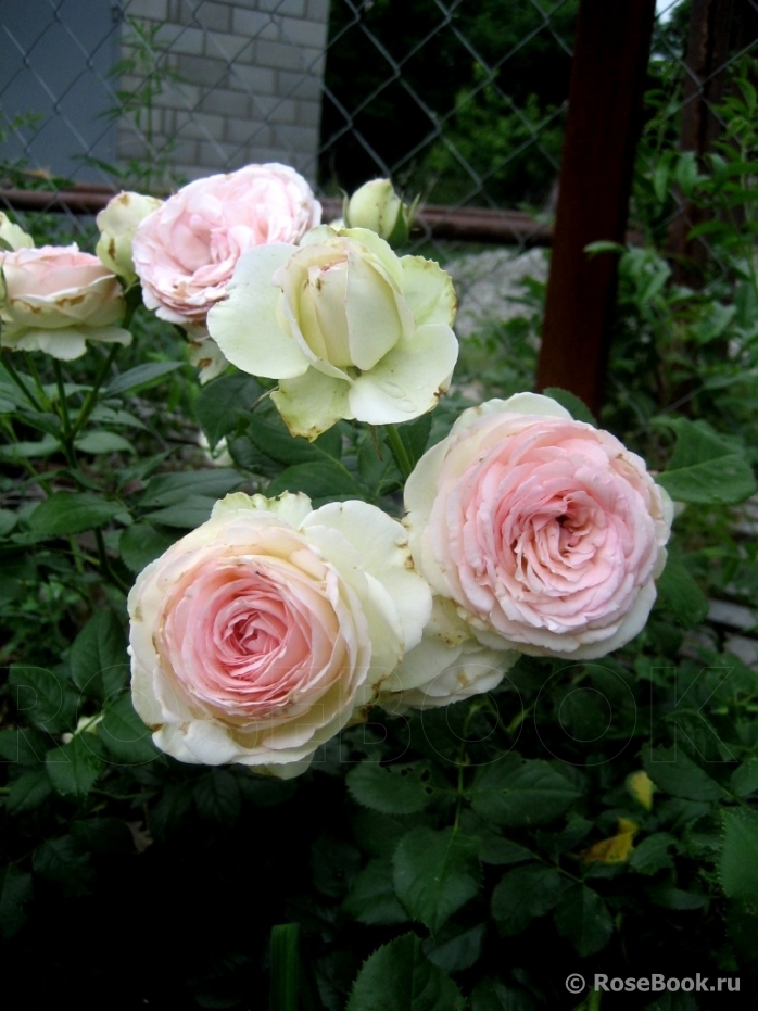 Pierre de Ronsard