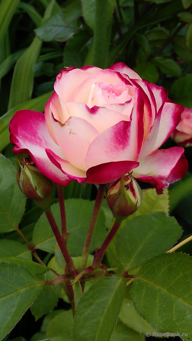 Jubile du Prince de Monaco 