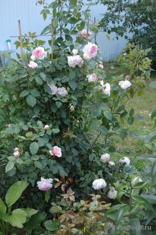 The Wedgwood Rose