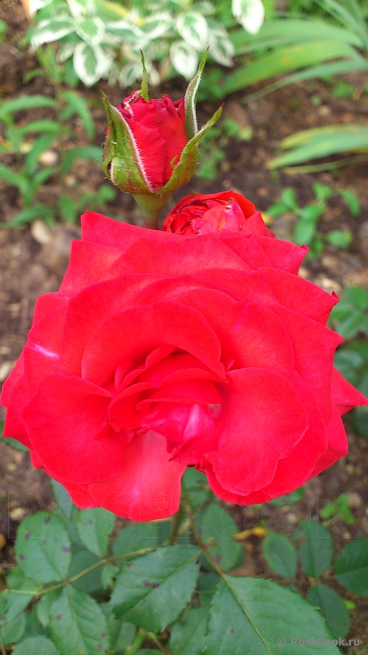 Red Diadem