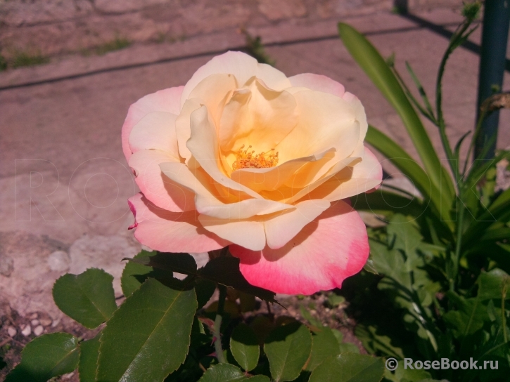 Apricot Queen Elizabeth