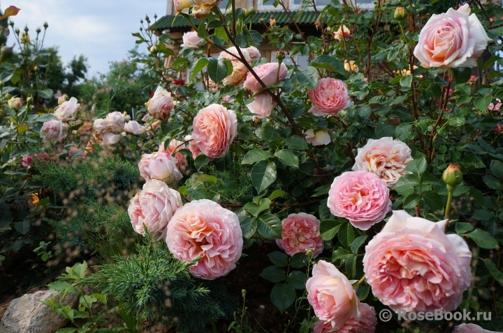 Abraham Darby