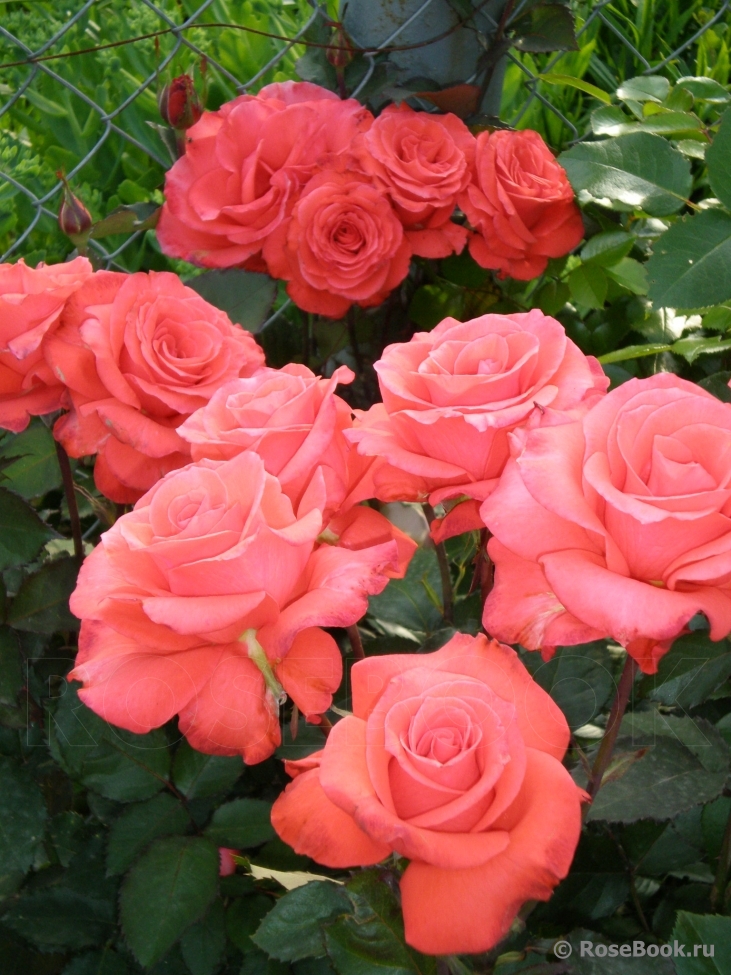 Lady Rose 