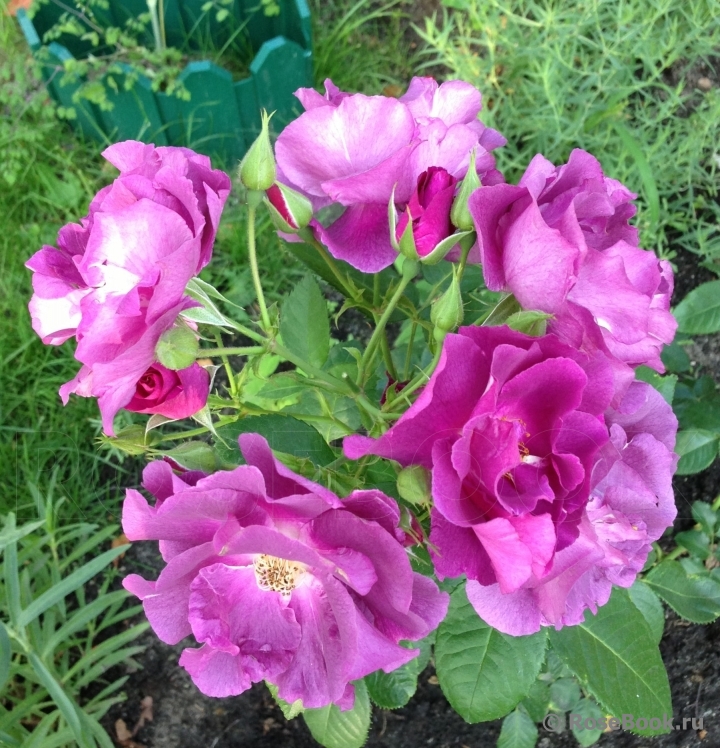 Rhapsody in Blue 