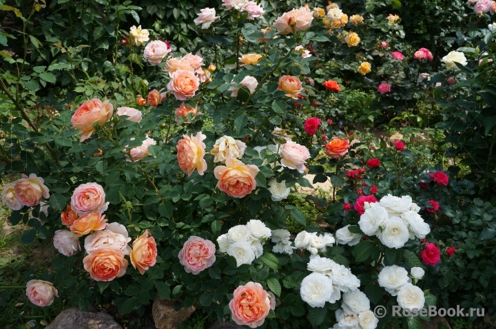 Lady of Shalott 