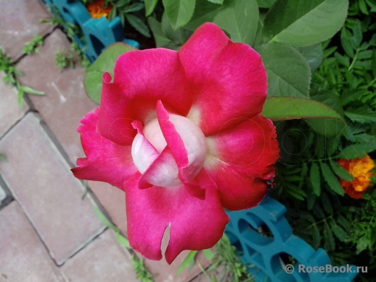 Rose Gaujard  
