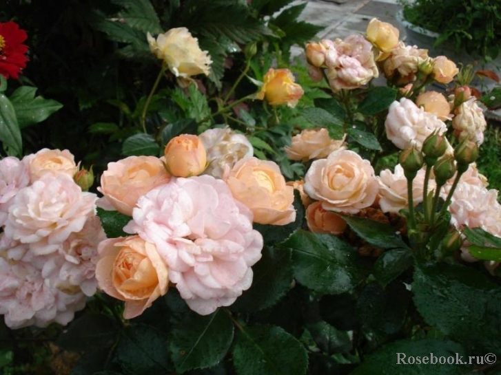 Bordure Nacree