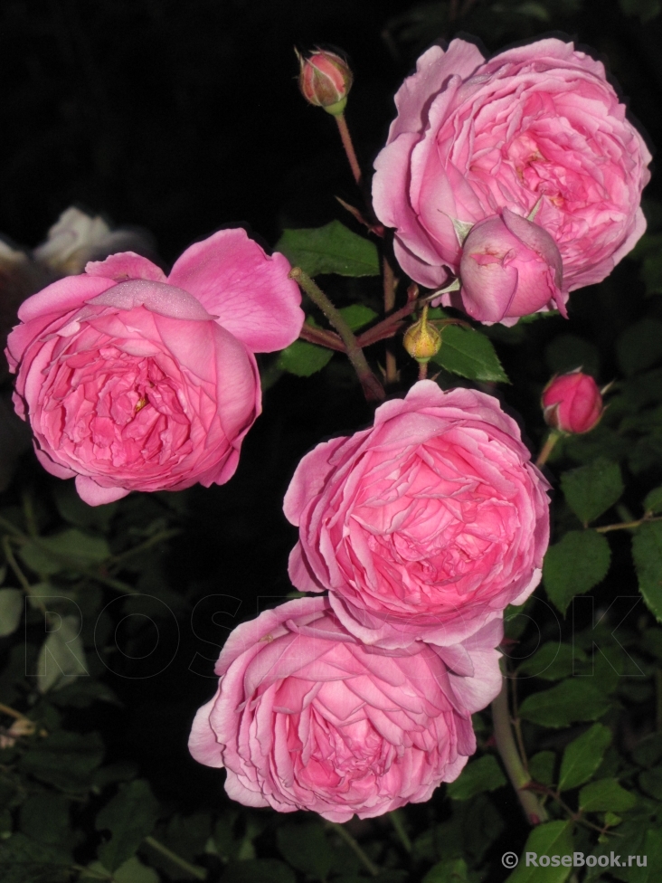 Alan Titchmarsh