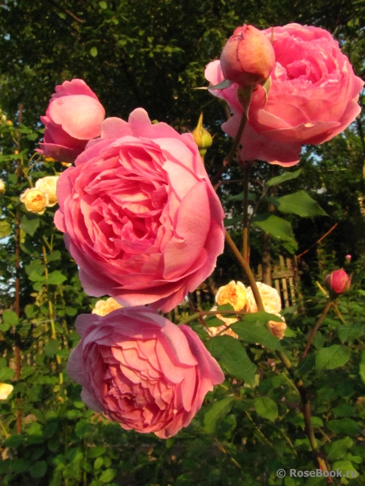 Alan Titchmarsh