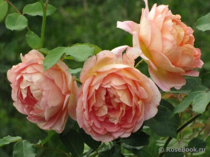 Lady of Shalott 