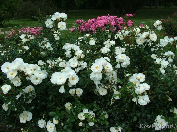 Diamond Border