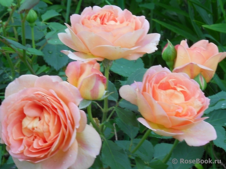 Lady of Shalott 