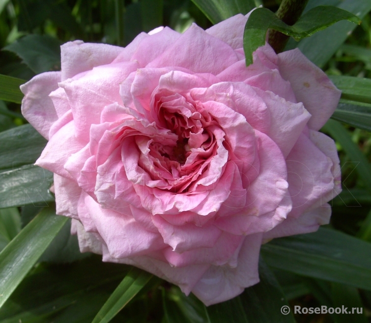 Florajet ®