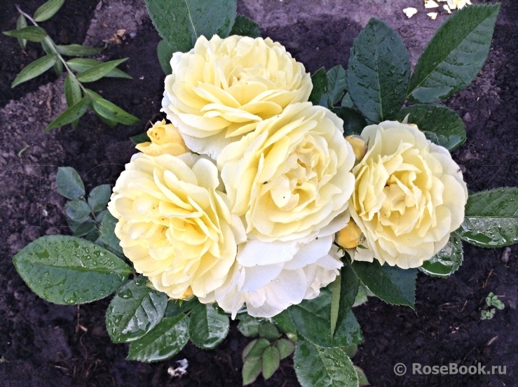 Golden Border