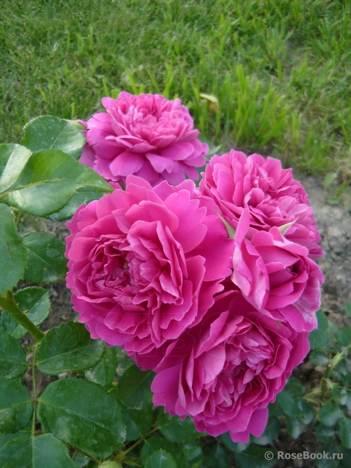 Princess Anne 