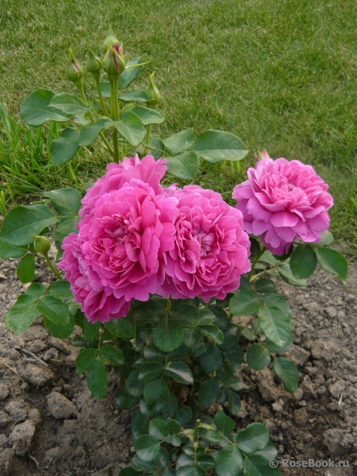 Princess Anne 