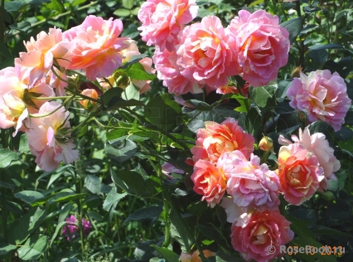 Rose des Cisterciens 