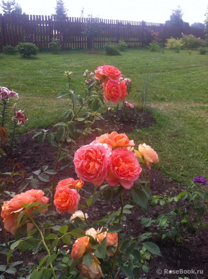 Lady of Shalott 