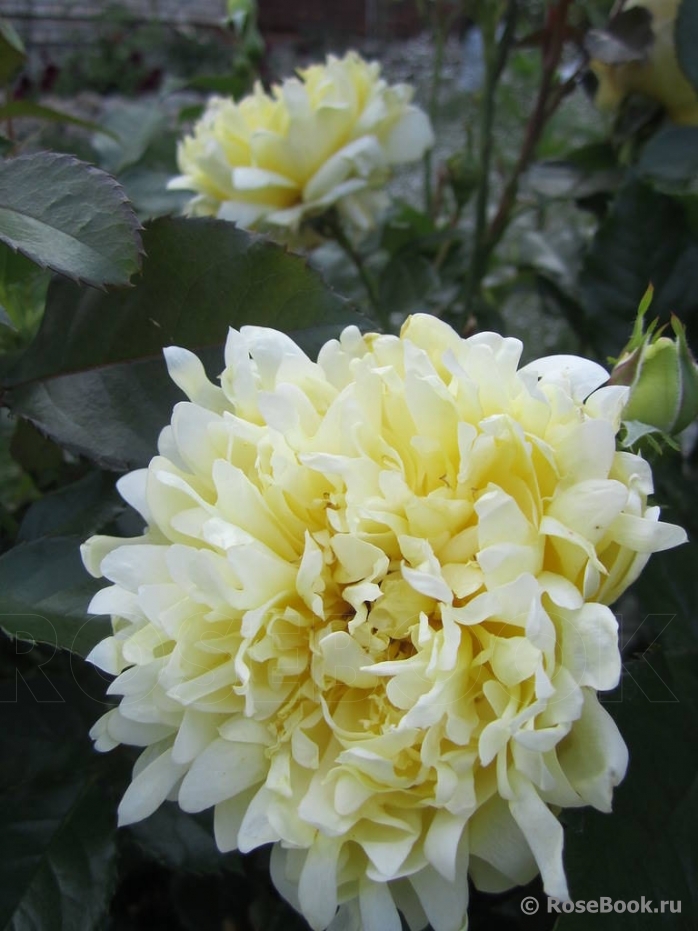 Splendid Ruffles