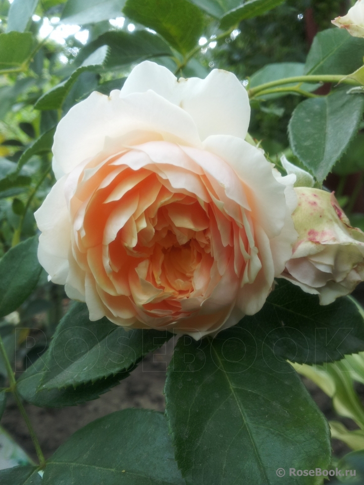 Ginger Syllabub