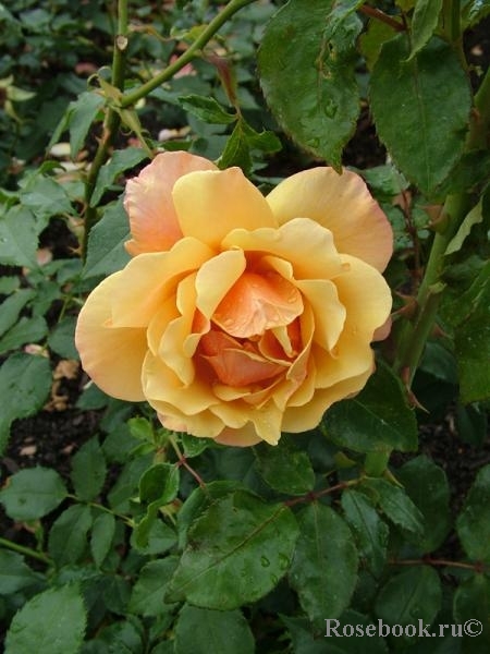 Belle Epoque