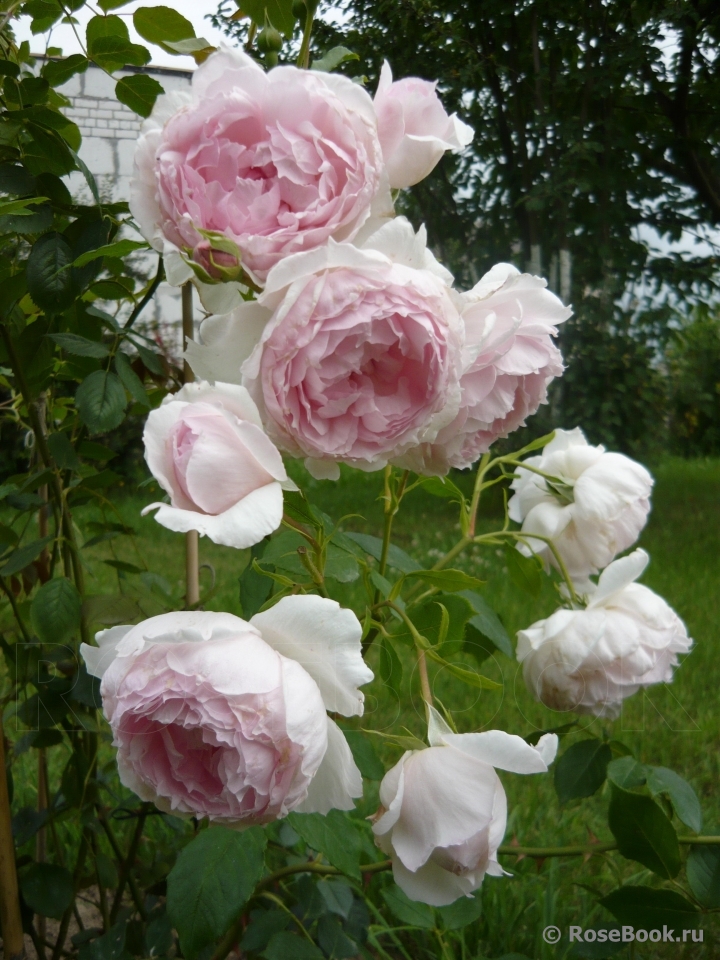 The Wedgwood Rose