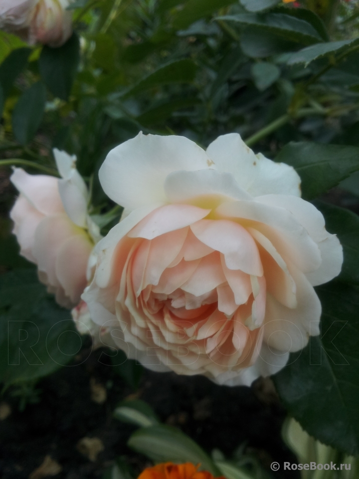 Ginger Syllabub