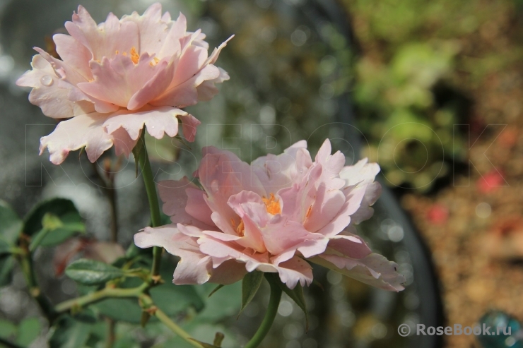 Couture Rose Tilia