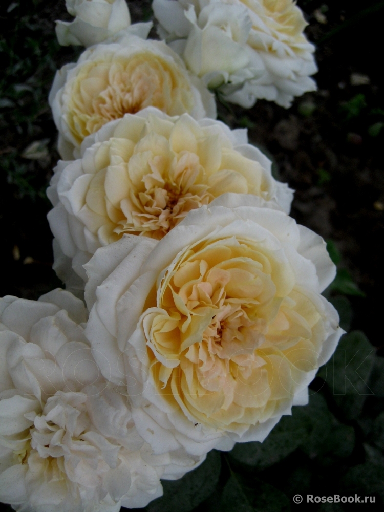 Lions Rose