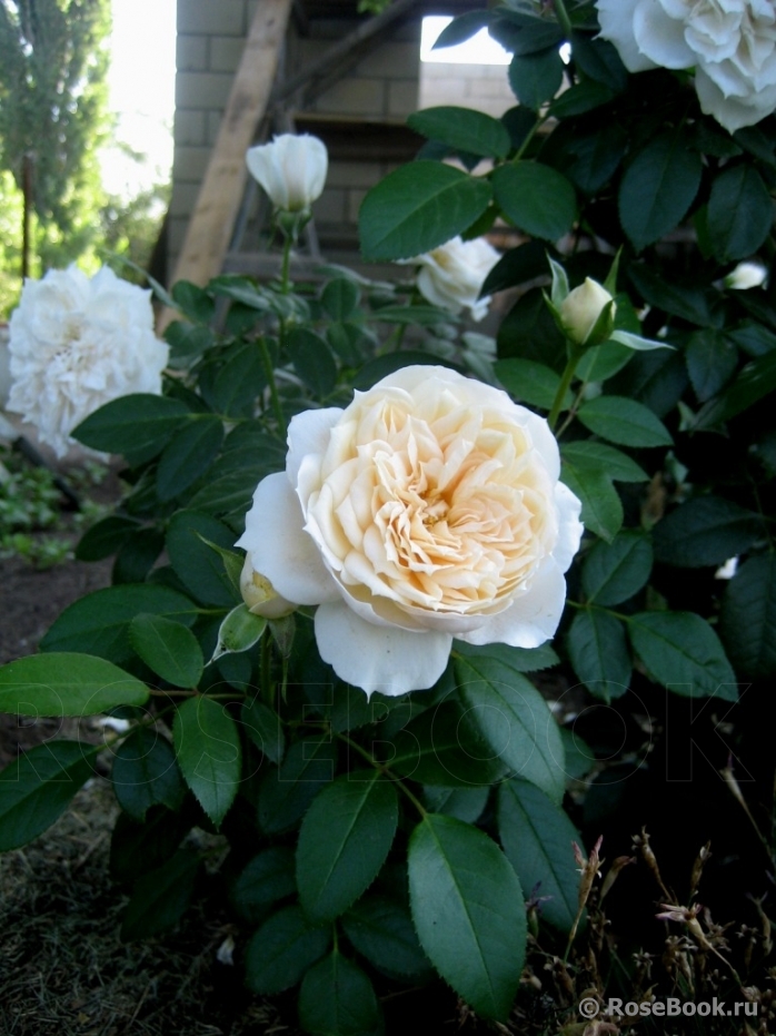 Lions Rose