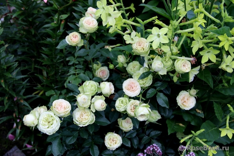 Lovely Green ®