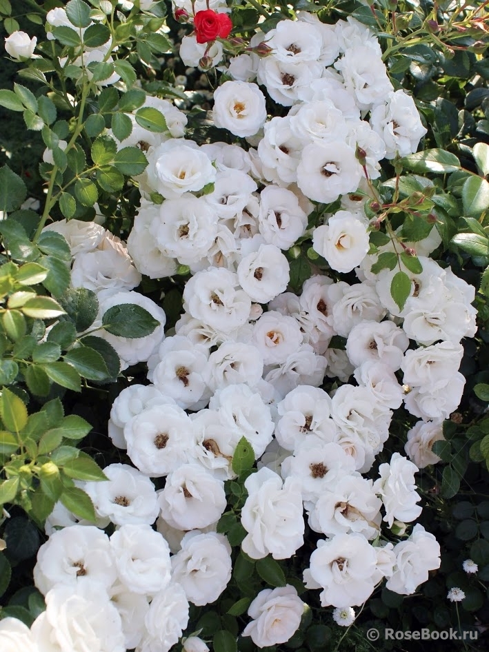 Aspirin Rose
